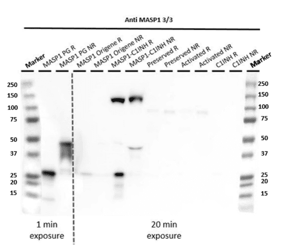Anti-MASP-1, Human, clone 3/3