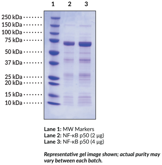 NF-kappaB (p50) (human, recombinant)