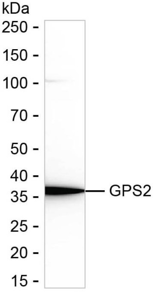 Anti-GPS2