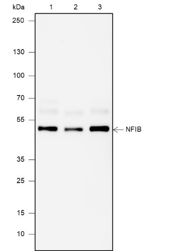 Anti-Recombinant NFIB, clone A666