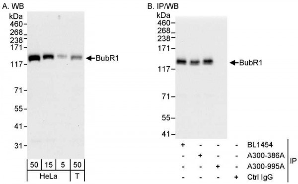 Anti-BubR1