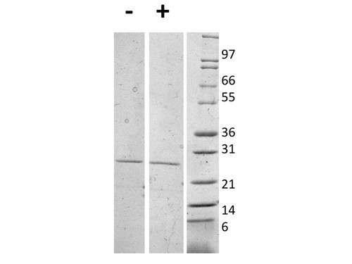 Interleukin-27 (p28) (AF)