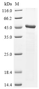 CMRF35-like molecule 8 (CD300A), partial, human, recombinant