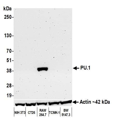 Anti-PU.1 Recombinant Monoclonal