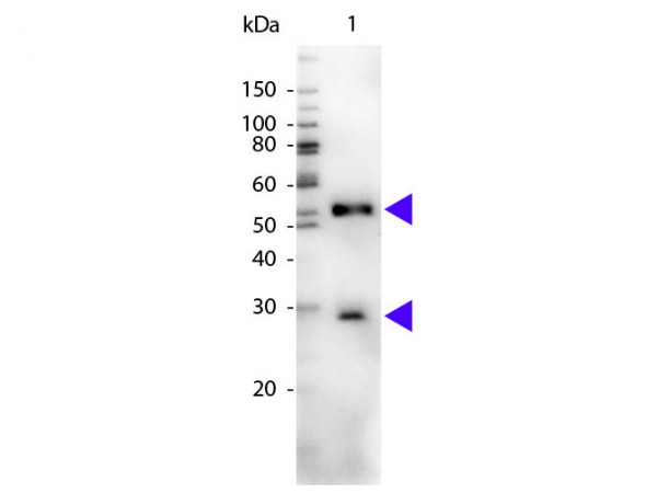 Anti-Mouse IgG (H&amp;L) [Chicken] Peroxidase conjugated