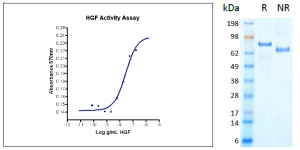Hepatocyte Growth Factor (HGF), human recombinant (HumaXpress)