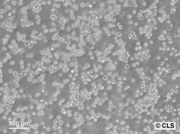 TF-1 Cells