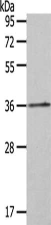 Anti-HOXA11