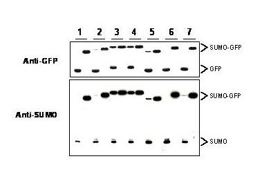 Anti-SUMO (Yeast)