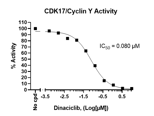 Chemi-Verse(TM) CDK17/Cyclin Y Kinase Assay Kit