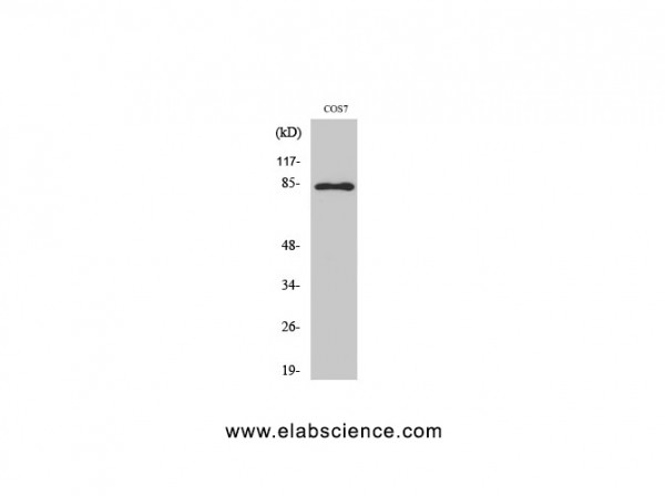 Anti-Phospho-Stat1 (Tyr701)