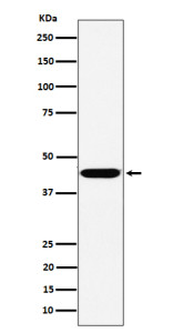 Anti-KCTD9 / Potassium channel tetramerization domain containing protein 9, clone 29K82