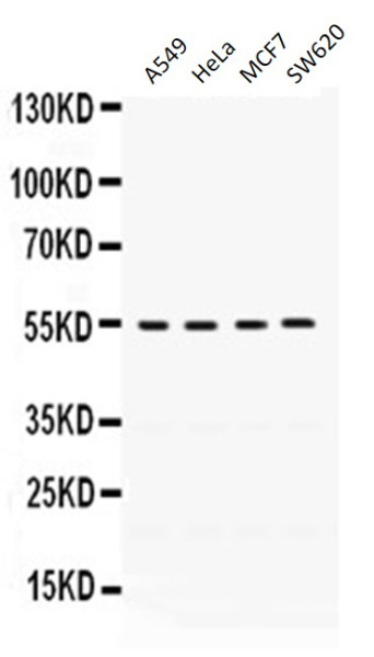 Anti-FMO2