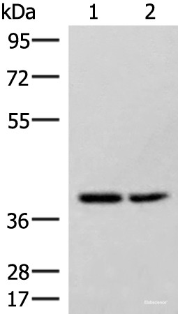 Anti-HPDL
