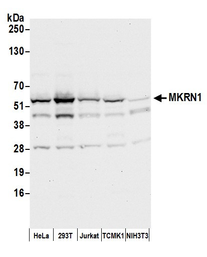 Anti-MKRN1