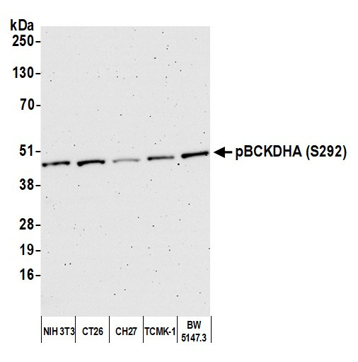 Anti-BCKDE1A, Phospho (S293)