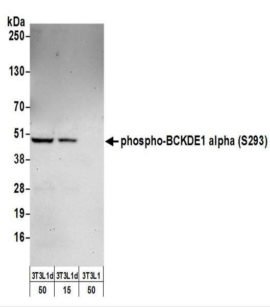 Anti-BCKDE1A, Phospho (S293)