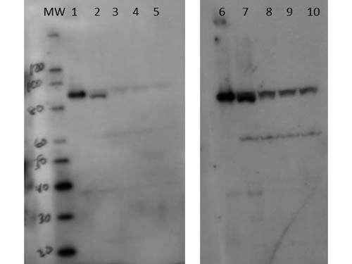 Anti-Setdb2