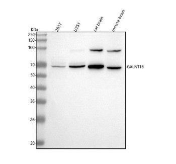 Anti-GALNT16 / Polypeptide N-acetylgalactosaminyltransferase 16