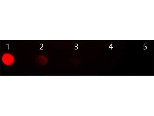 Anti-Sheep IgG (H&amp;L) [Rabbit] Rhodamine conjugated F(ab')2 fragment