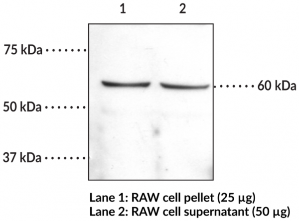 Anti-CB1 Receptor (C-Term)