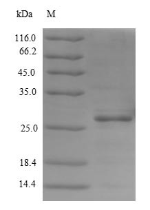 Meteorin-like protein (METRNL), human, recombinant