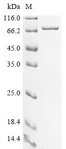 Complement C1q subcomponent subunit A (C1qa), Biotinylated, mouse, recombinant