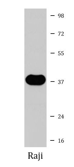Anti-CD79b