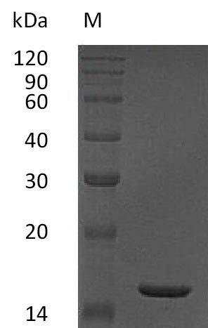 Tumor necrosis factor (TNF), partial (Active), human, recombinant