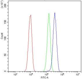 Anti-Eph Receptor B2 / EPHB2
