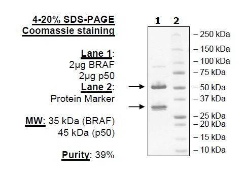 BRAF/p50, active human recombinant protein