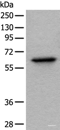 Anti-BAIAP2L1