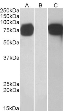 Anti-GOLPH2, C-terminal