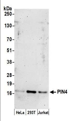 Anti-PIN4