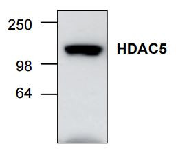 Anti-HDAC5