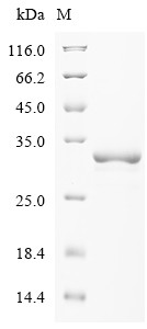 Acetoacetate decarboxylase (adc), Clostridium acetobutylicum, recombinant
