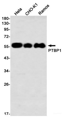 Anti-Recombinant PTBP1, clone R01-1G2