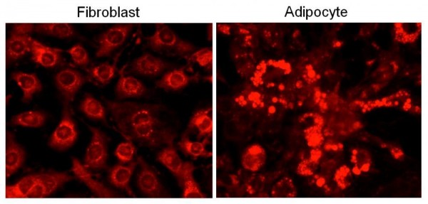 Cell Navigator(TM) Fluorimetric Lipid Droplet Assay Kit *Red Fluorescence*