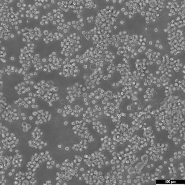 AKATA Cells