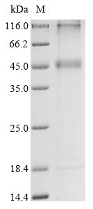 Potassium channel subfamily K member 13 (KCNK13), human, recombinant