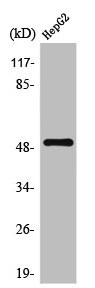 Anti-TPH1