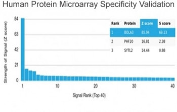 Anti-BOLA3 / BolA-like protein 3, clone PCRP-BOLA3-1A5