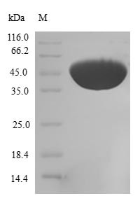 Cofilin-2 (CFL2), human, recombinant