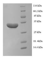 Interleukin-1 alpha(IL1A), Macaca mulatta (Rhesus macaque), recombinant