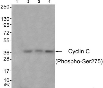 Anti-Phospho-CCNC (Ser275)