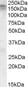 Anti-CACNA1C, C-terminal