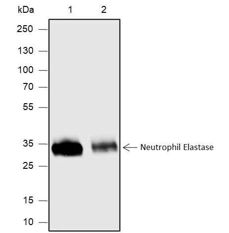 Anti-Recombinant Neutrophil Elastase, clone A585