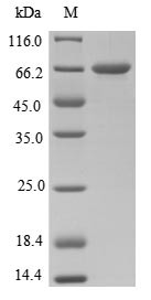 Tetanus toxin (tetX), partial, Clostridium tetani, recombinant