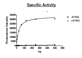 MMP2 (HEK293), C-terminal His-tag, human recombinant protein