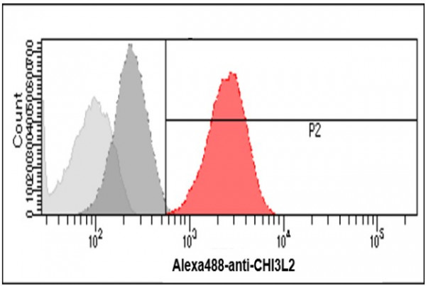 Anti-CHI3L2, clone 2B5